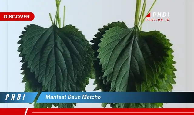 manfaat daun matcho