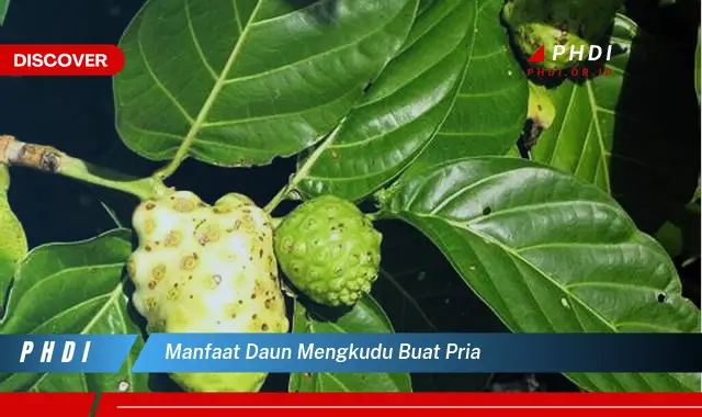 manfaat daun mengkudu buat pria