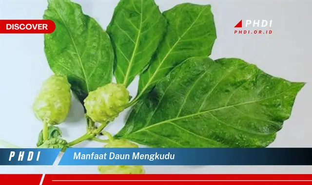 manfaat daun mengkudu