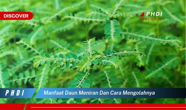 manfaat daun meniran dan cara mengolahnya