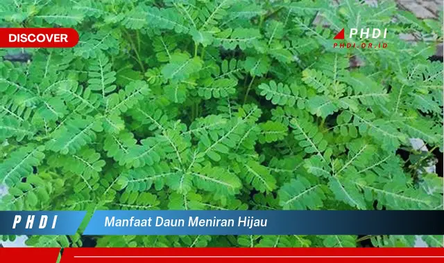 manfaat daun meniran hijau