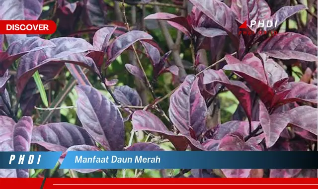 manfaat daun merah