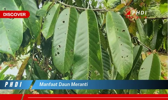 manfaat daun meranti