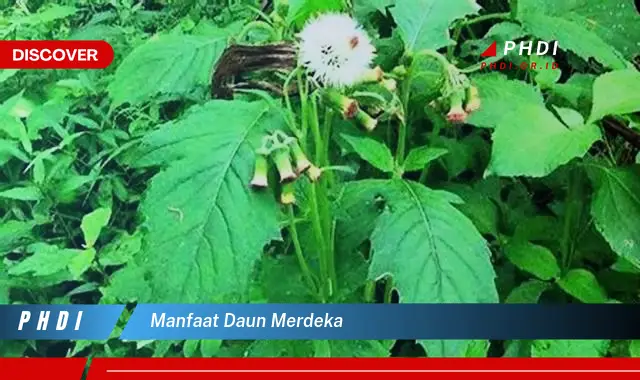 manfaat daun merdeka