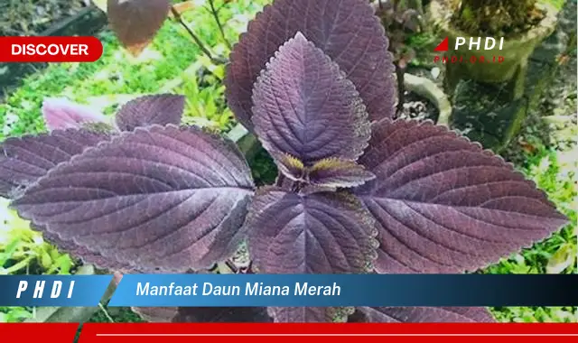 manfaat daun miana merah