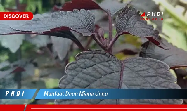 manfaat daun miana ungu