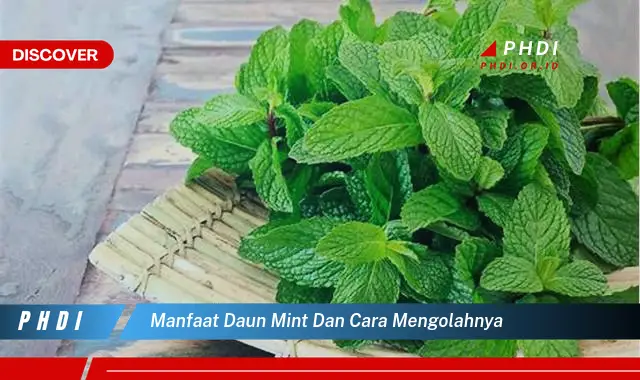 manfaat daun mint dan cara mengolahnya