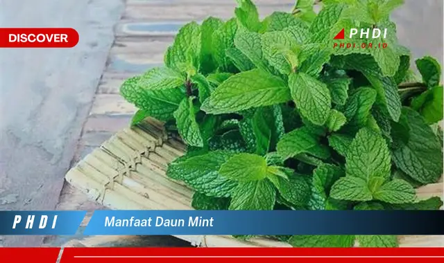 manfaat daun mint