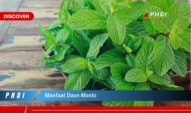 manfaat daun monto