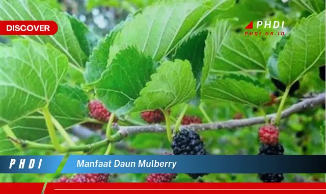 manfaat daun mulberry