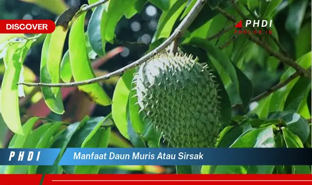 manfaat daun muris atau sirsak