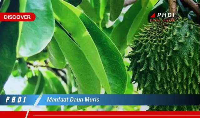 manfaat daun muris