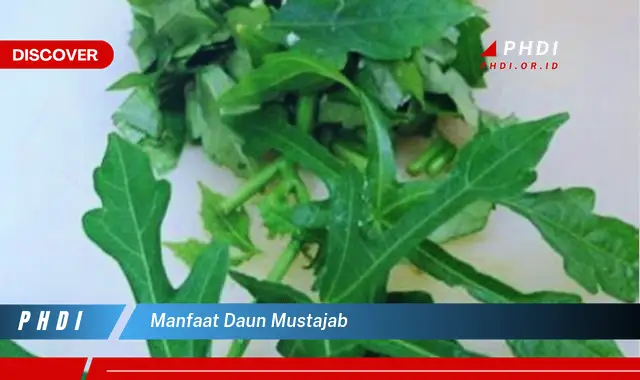 manfaat daun mustajab