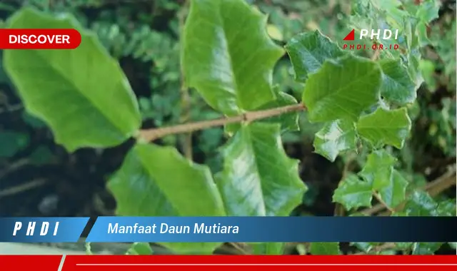 manfaat daun mutiara