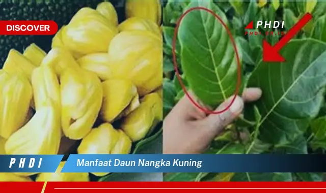 manfaat daun nangka kuning