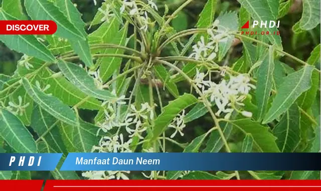 manfaat daun neem