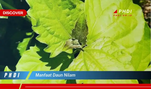 manfaat daun nilam