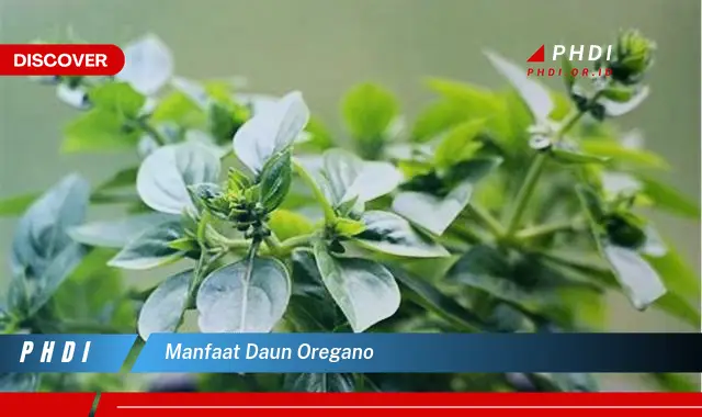 manfaat daun oregano