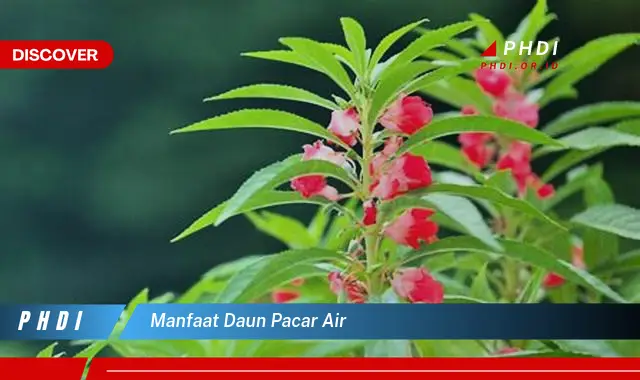 manfaat daun pacar air