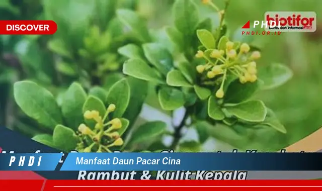 manfaat daun pacar cina