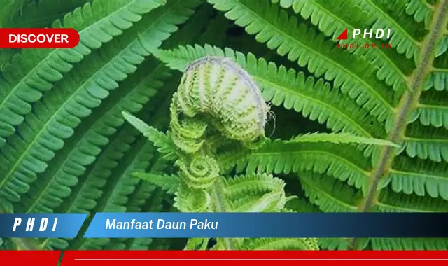 manfaat daun paku