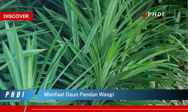 manfaat daun pandan wangi