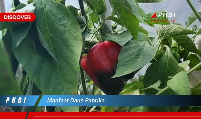 manfaat daun paprika