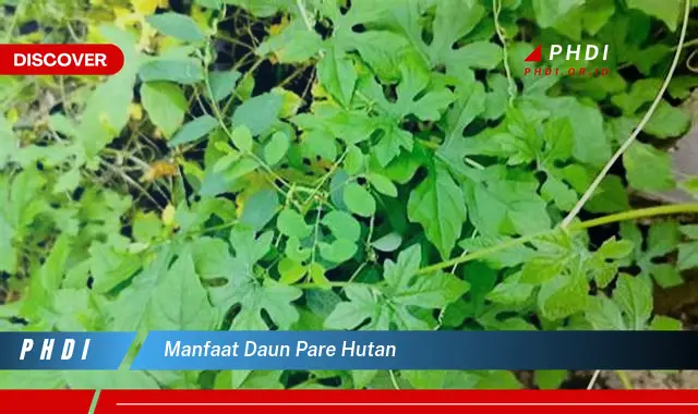 manfaat daun pare hutan