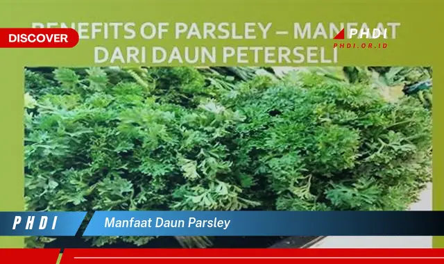 manfaat daun parsley