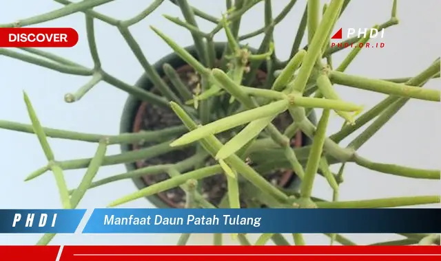 manfaat daun patah tulang