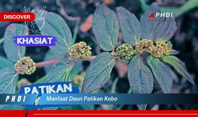 manfaat daun patikan kebo