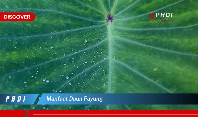 manfaat daun payung