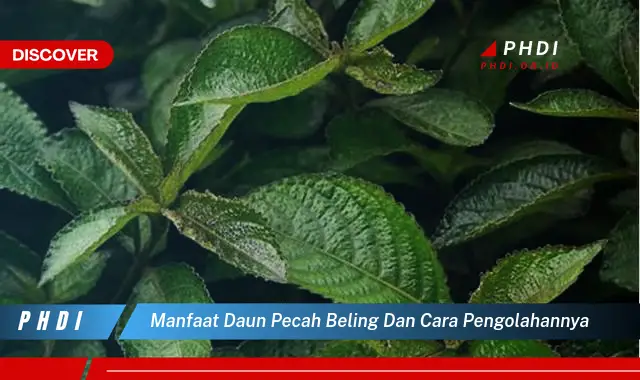 manfaat daun pecah beling dan cara pengolahannya