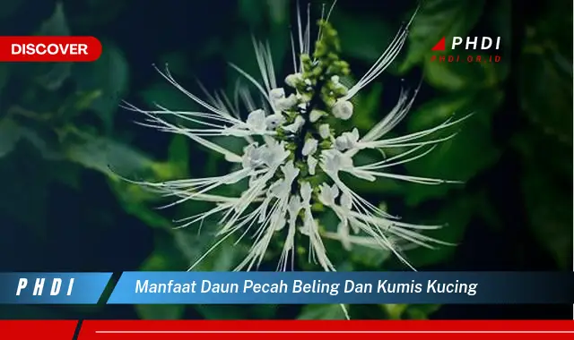 manfaat daun pecah beling dan kumis kucing