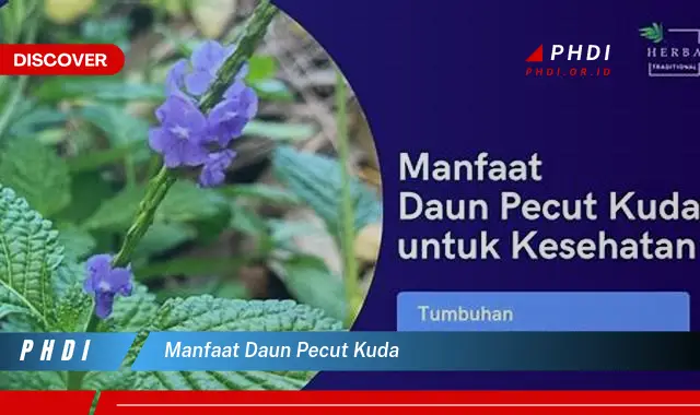 manfaat daun pecut kuda