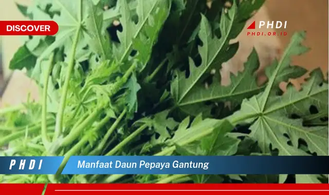 manfaat daun pepaya gantung