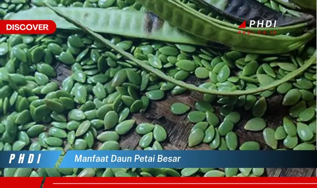 manfaat daun petai besar