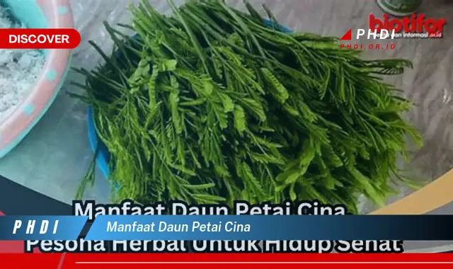 manfaat daun petai cina