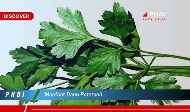 manfaat daun peterseli