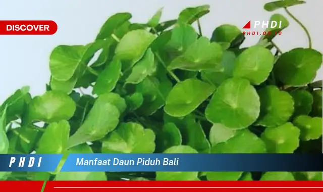 manfaat daun piduh bali