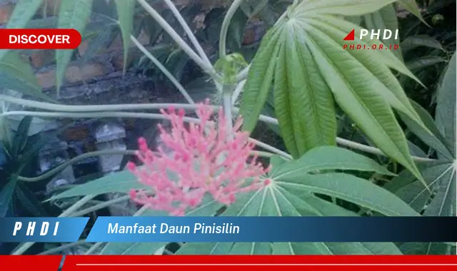 manfaat daun pinisilin