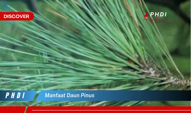 Ketahui Manfaat Daun Pinus yang Bikin Kamu Penasaran