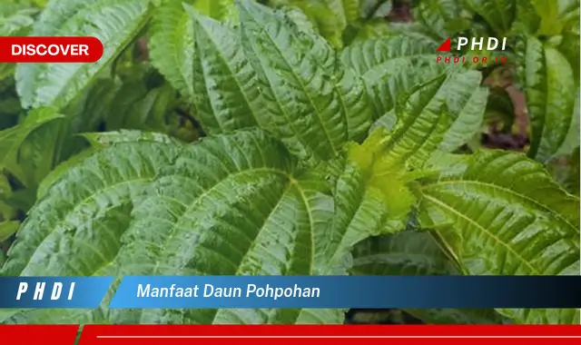 manfaat daun pohpohan