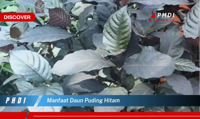 manfaat daun puding hitam