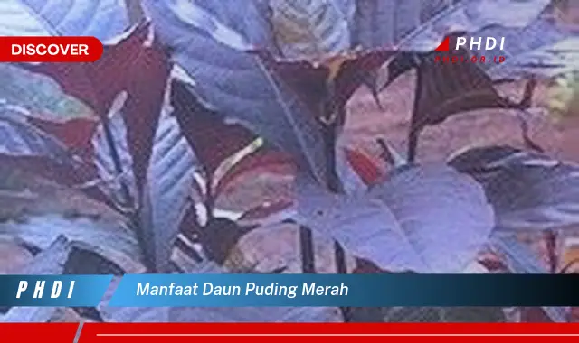 manfaat daun puding merah