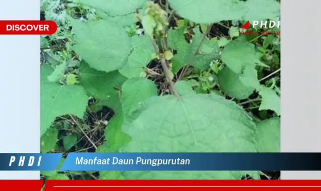 manfaat daun pungpurutan