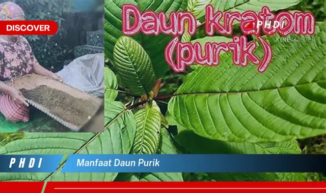 manfaat daun purik