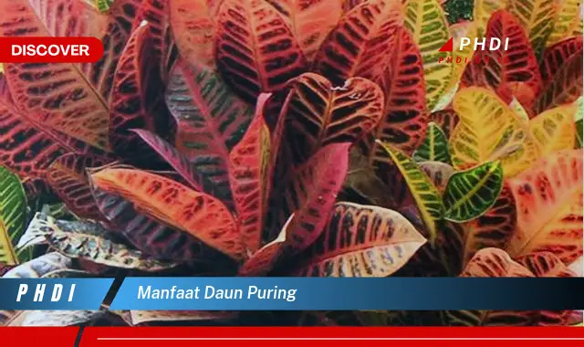 manfaat daun puring