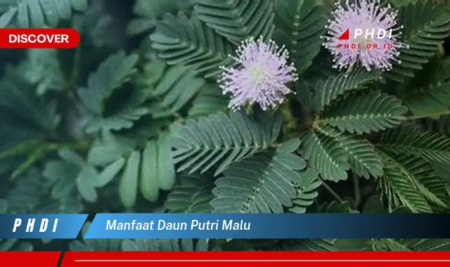 manfaat daun putri malu