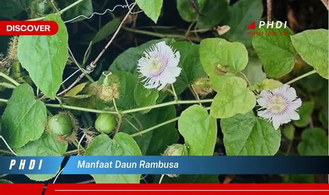 manfaat daun rambusa